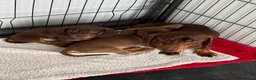 Miniature Dachshund dogs for sale: Miniature Dachshund puppies - Advert 10