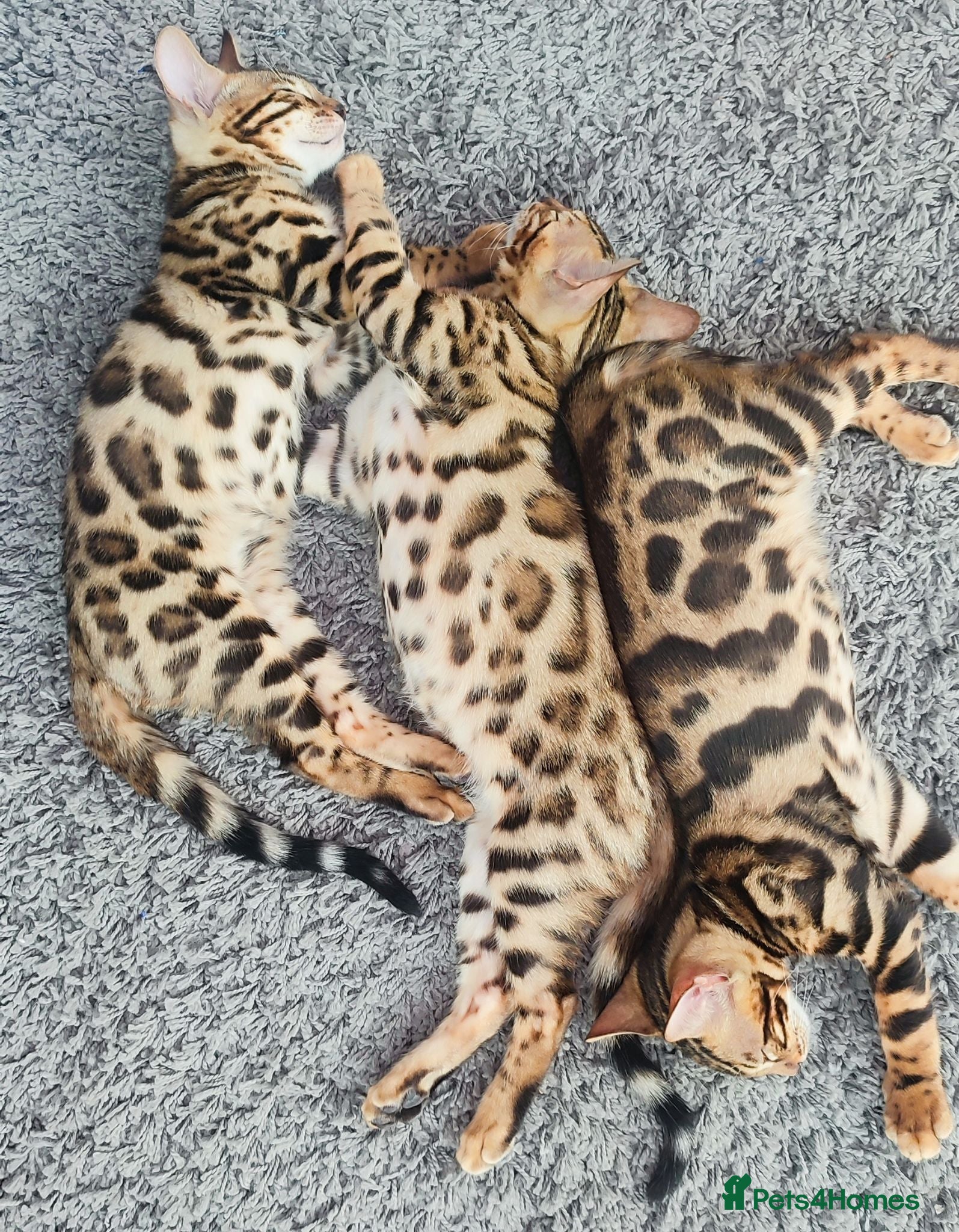 Bengal cats Stunning Bengal kittens for sale - Advert 1