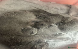 British Shorthair cats for sale: Beautiful litter of pure British shorthaired - Image 2