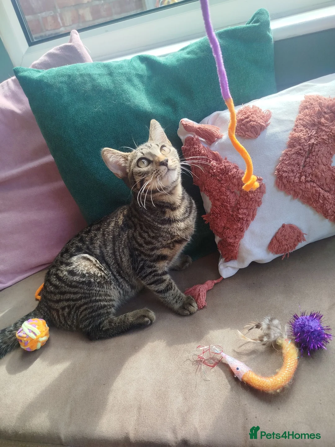 Mixed Breed cats for sale: Kittens ready for homes  in Blackpool - Advert 9