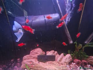Platies fish Home bred Platies for sale. - Advert 3