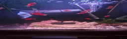 Platies fish for sale: Home bred Platies for sale.  - Advert 1