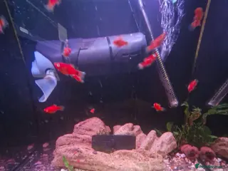 Platies fish Home bred Platies for sale. - Advert 2