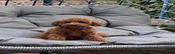 Toy Poodle dogs for stud: 🐩 TEDDY BEAR PRINCE- TINY DEEP RED KC TOY POODLE  - Advert 5