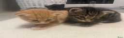 Mixed Breed cats for sale: Litter of 5 kittens - Advert 8