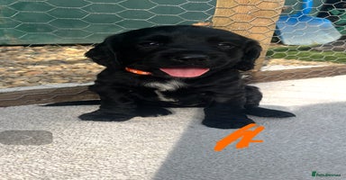 Cocker Spaniel dogs - Advert 4