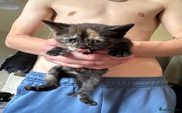 Domestic Shorthair cats for sale: kitten  - Image 1