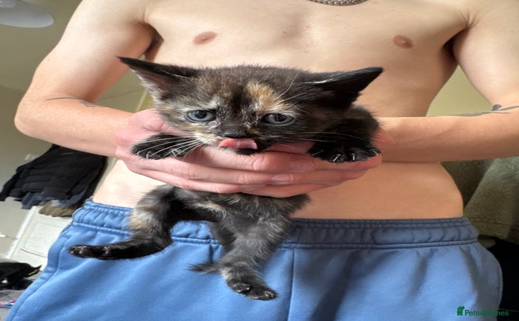 Domestic Shorthair cats - Advert 2