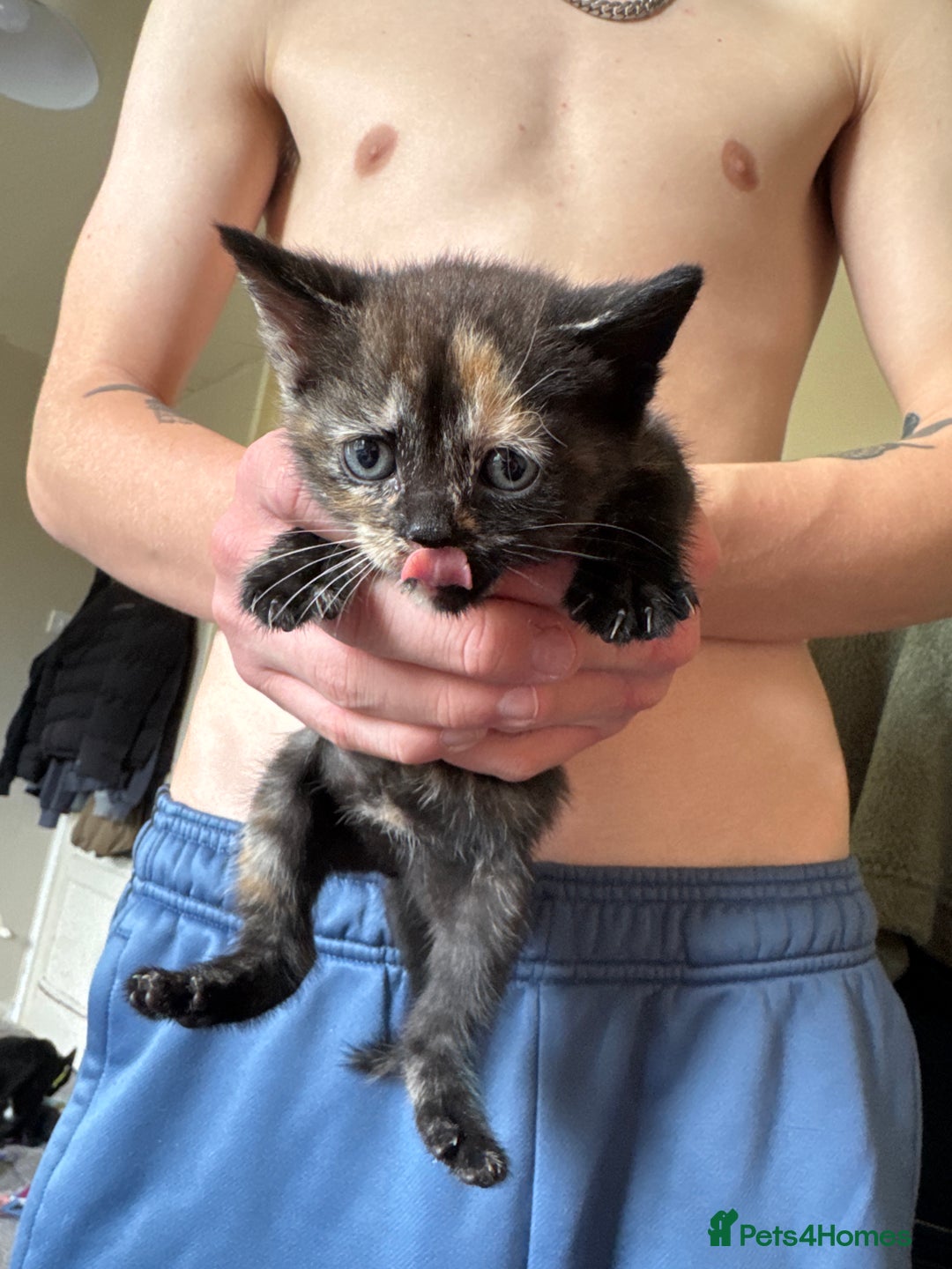 Domestic Shorthair cats for sale: kitten  - Image 1