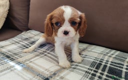 Cavalier King Charles Spaniel dogs for sale: KC Beautiful Cavalier King Charles puppies - Image 25