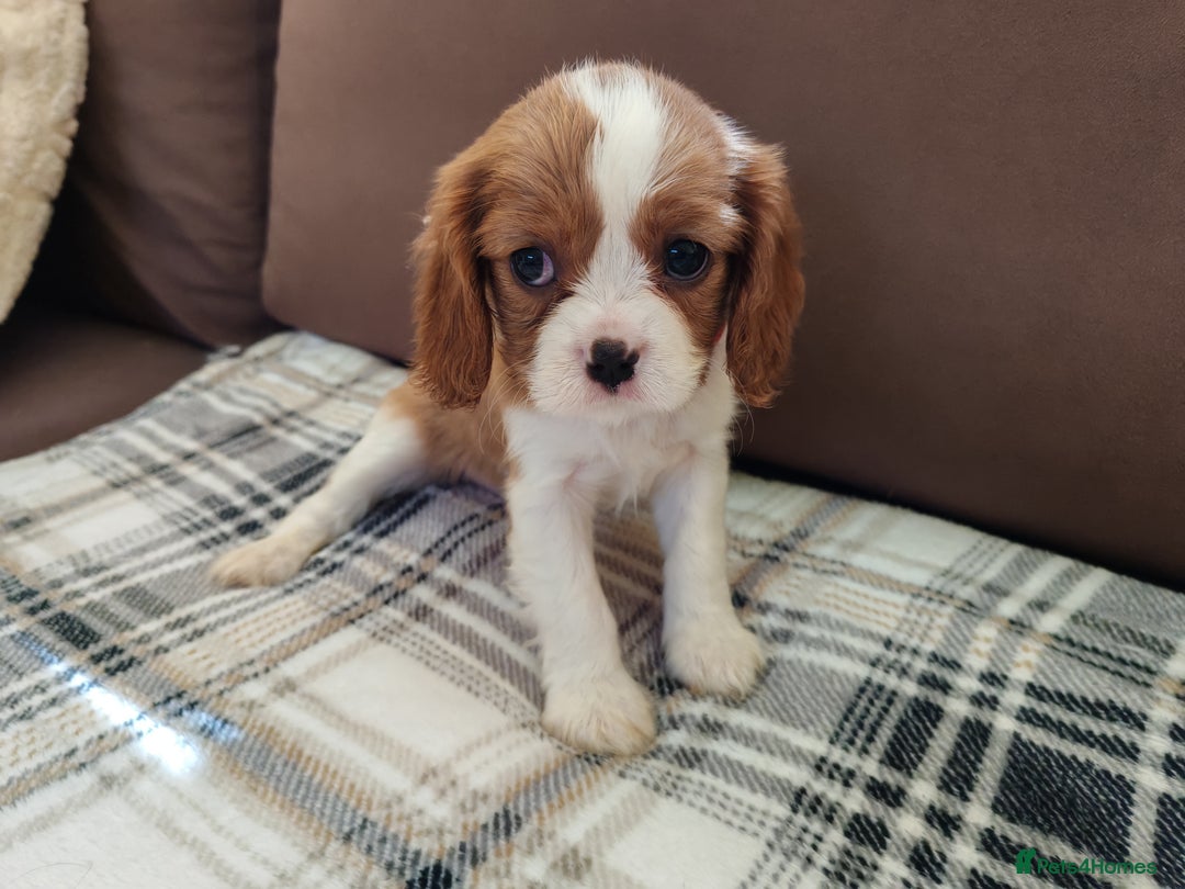 Cavalier King Charles Spaniel dogs for sale: KC Beautiful Cavalier King Charles puppies - Image 25