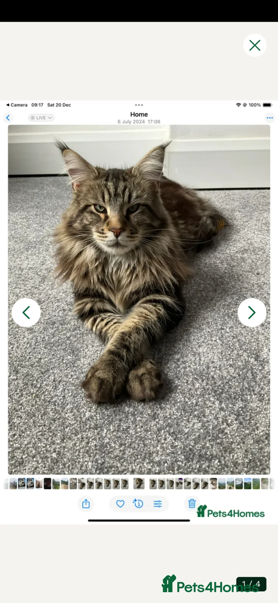 Maine Coon cats for sale: Maine coon kittens Russian blood lines - Advert 2