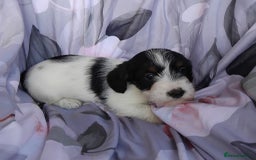 Jack Russell dogs for sale: Two jackrussel puppy's for sale - Image 7