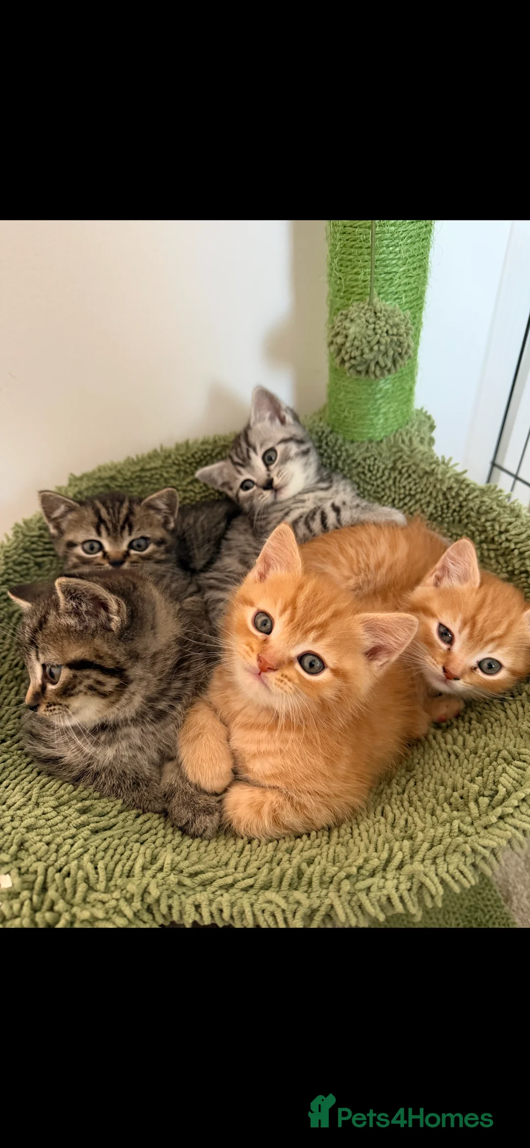 British Shorthair cats for sale: READY NOW BSH BABIES  - Advert 4