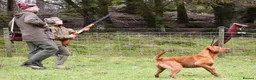 Labrador Retriever dogs for sale: Beautiful Kennel Club Registered Labradors Puppies in Brechin - Advert 7