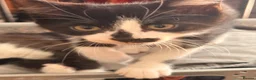 British Shorthair cats for sale: 4 black + white female kittens - Advert 24