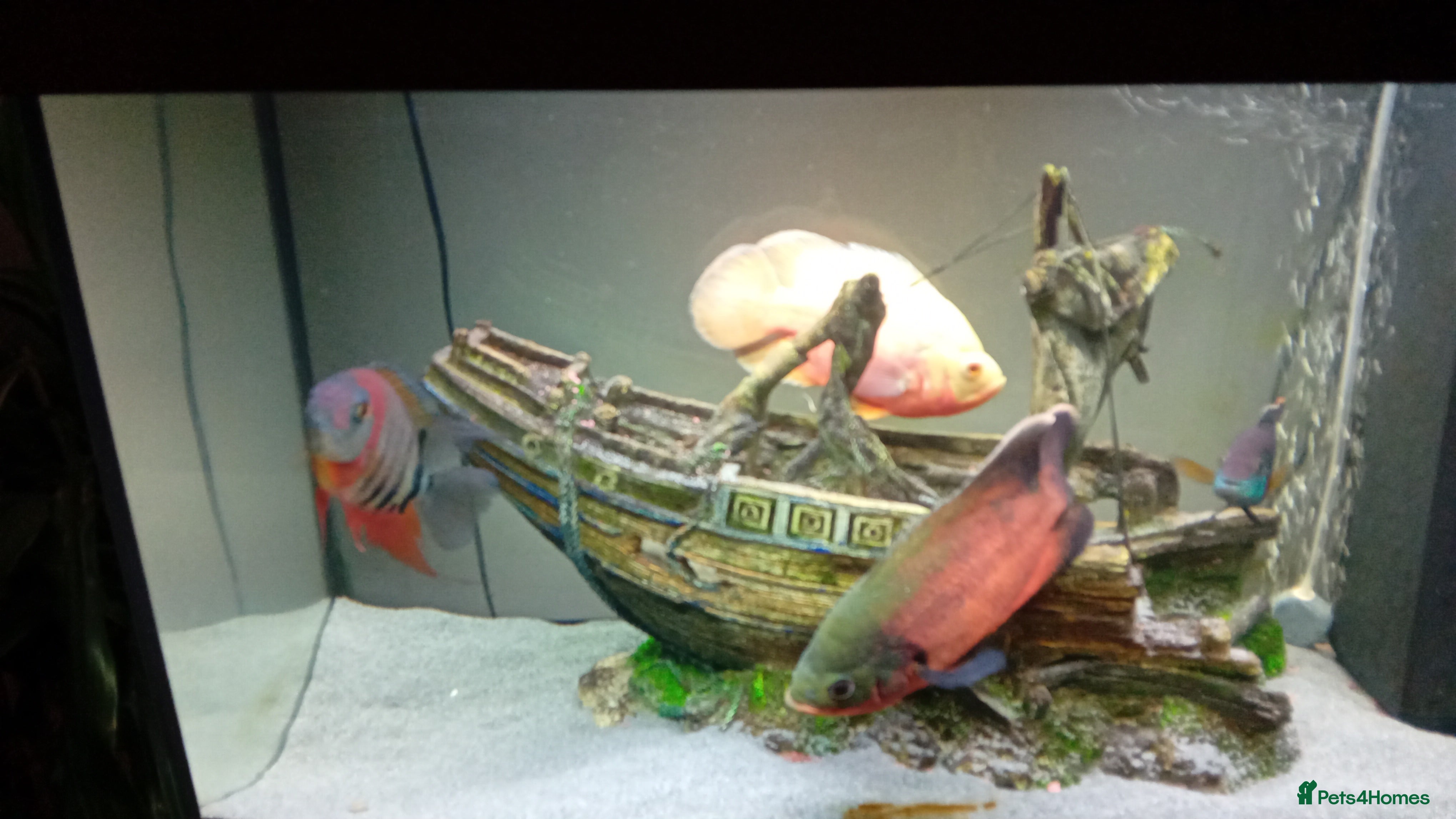 Other/Mixed Breed fish 2 x oscar fish - Advert 1