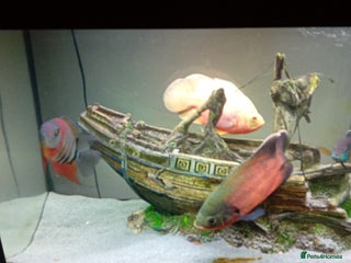 Other/Mixed Breed fish 2 x oscar fish - Advert 1