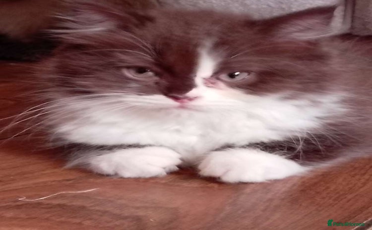 Mixed Breed cats - Advert 1