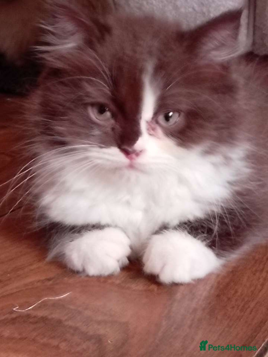 Mixed Breed cats for sale: Ragdoll cross Scottish fold - Image 1