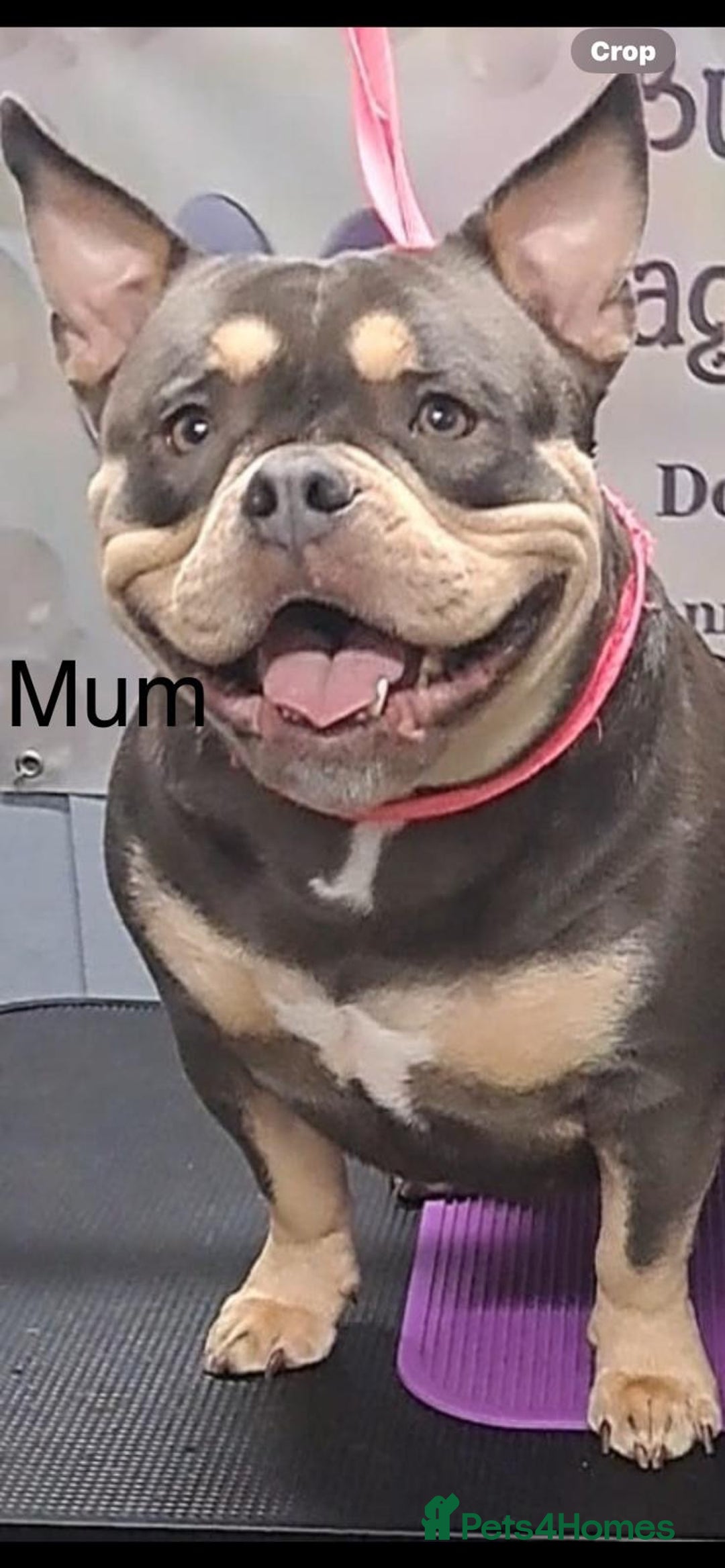 American Bully dogs for sale: Bruce male pocket bully puppy - Advert 9