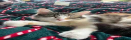 Domestic Shorthair cats for sale: Female cat medium haired girl  - Advert 11