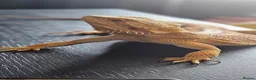 Bearded Dragon reptiles for sale: Bearded dragon & setup  - Advert 2