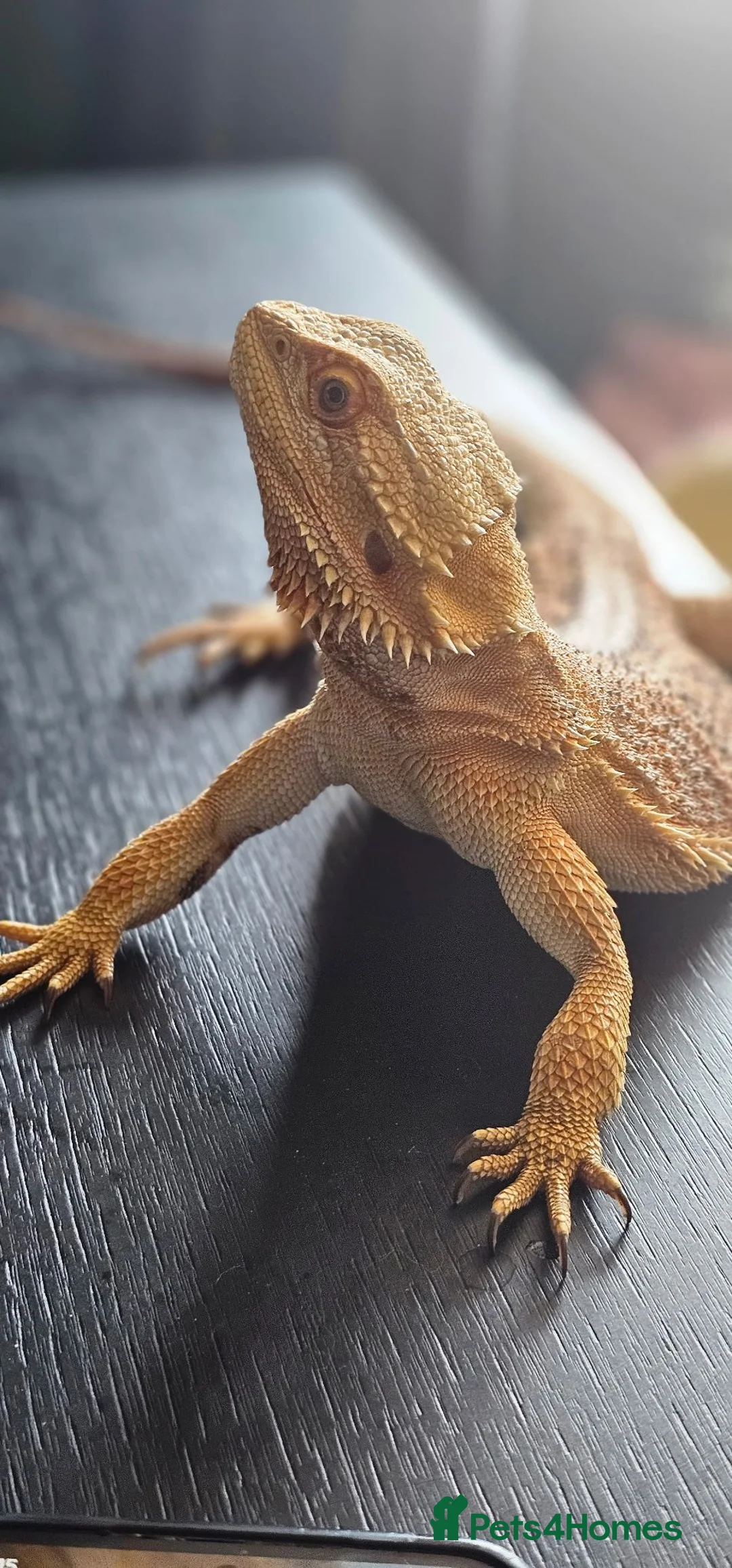 Bearded Dragon reptiles for sale: Bearded dragon & setup  - Advert 2