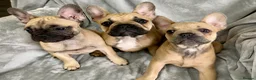 French Bulldog dogs for sale: Last 1! Stunning KC Registered French Bulldog Girl - Advert 5