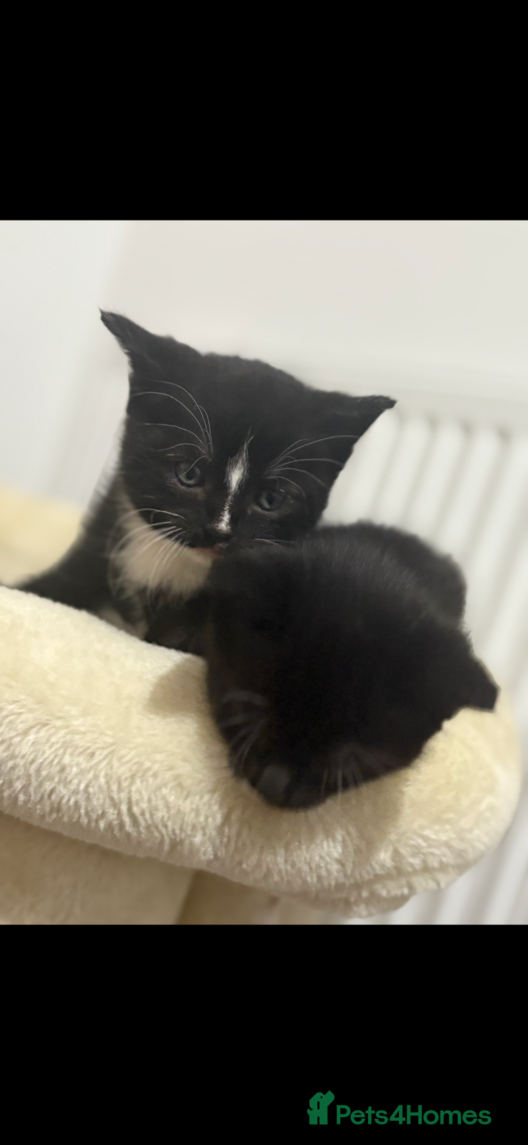 British Shorthair cats for sale: 🐾Adorable British shorthair kittens🐾 - Image 11