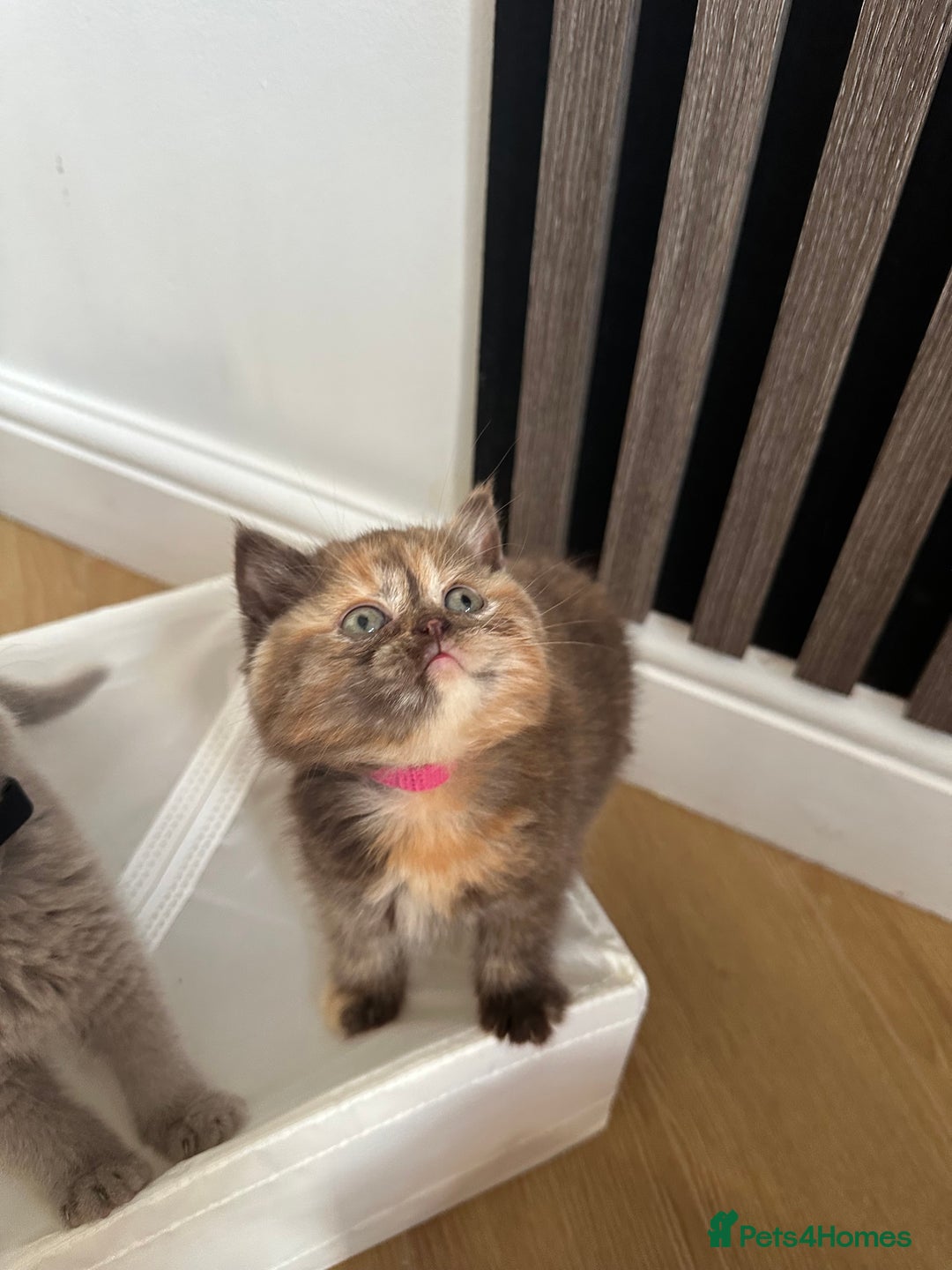 British Shorthair cats for sale: 🌈🌈😍😍Stunning Pure Pedigree Litter BSH ❤️❤️🌈🌈 - Advert 23