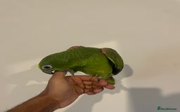Parrots birds for sale: SILLY TAME HAND REARED BABY YELLOW CROWNED AMAZON - Advert 7