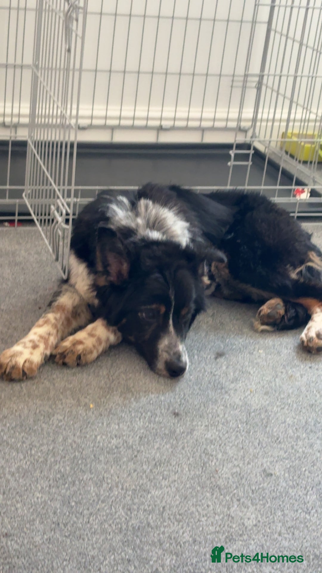 Border Collie dogs for sale: Border collie for sale!! - Advert 3