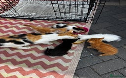 Mixed Breed cats for sale: I have 4 beautiful little cuties  - Image 4