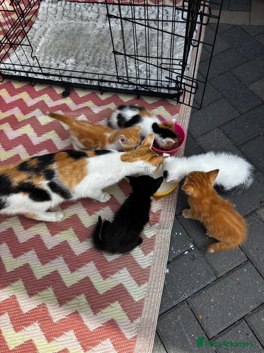 Mixed Breed cats for sale: I have 4 beautiful little cuties  - Image 4