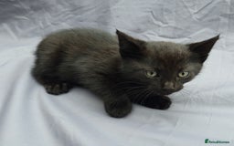 European cats for sale: Beautiful, friendly and playful kittens - Image 24