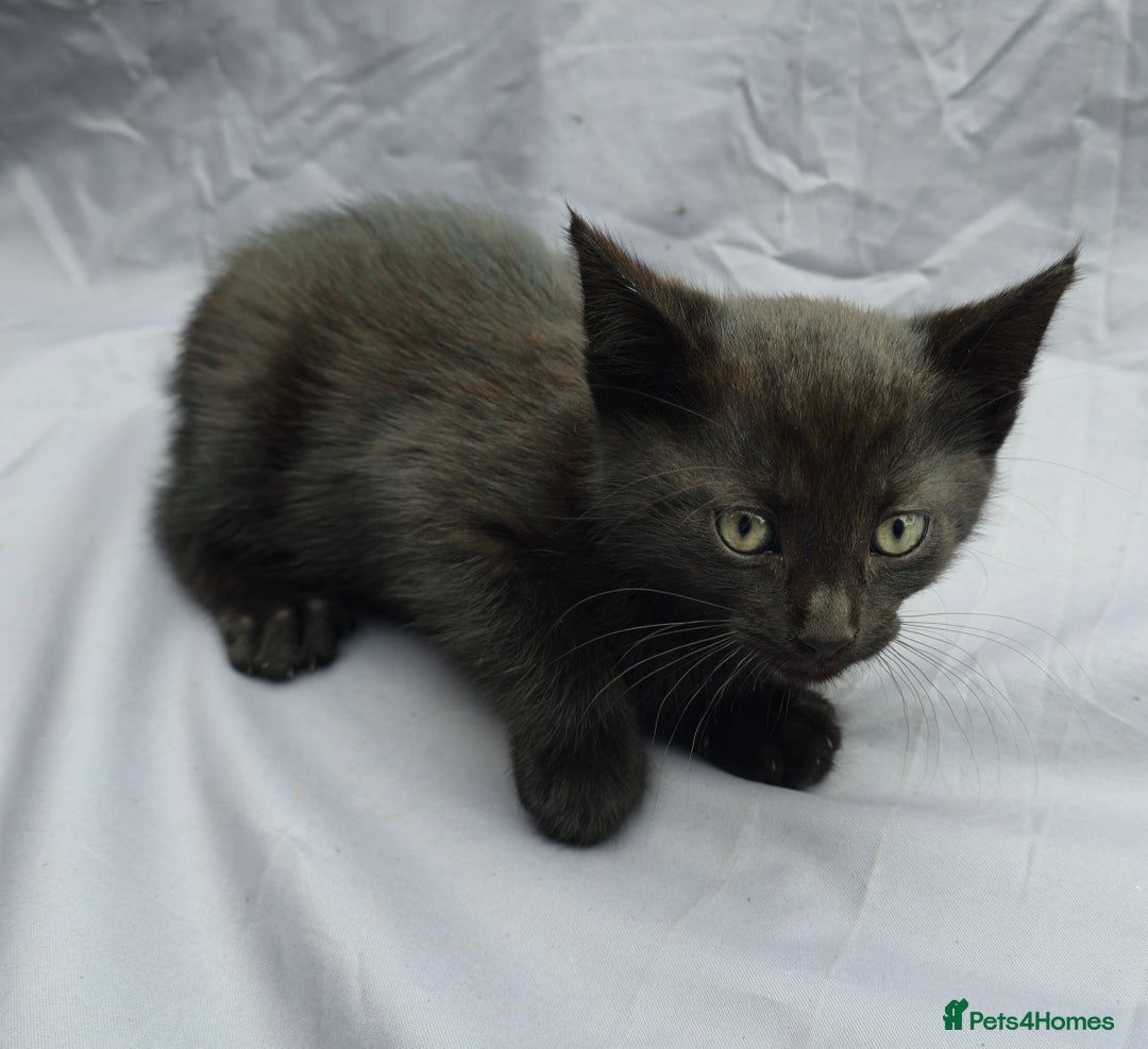 European cats for sale: Beautiful, friendly and playful kittens - Image 24