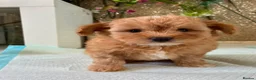 Pomapoo dogs for sale: Stunning pomapoo pups  in Ramsgate - Advert 16