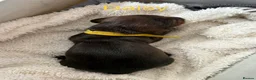 Dachshund dogs for sale: Lovely bunch of Standard Dachshund puppies💐 in Newtown - Advert 3