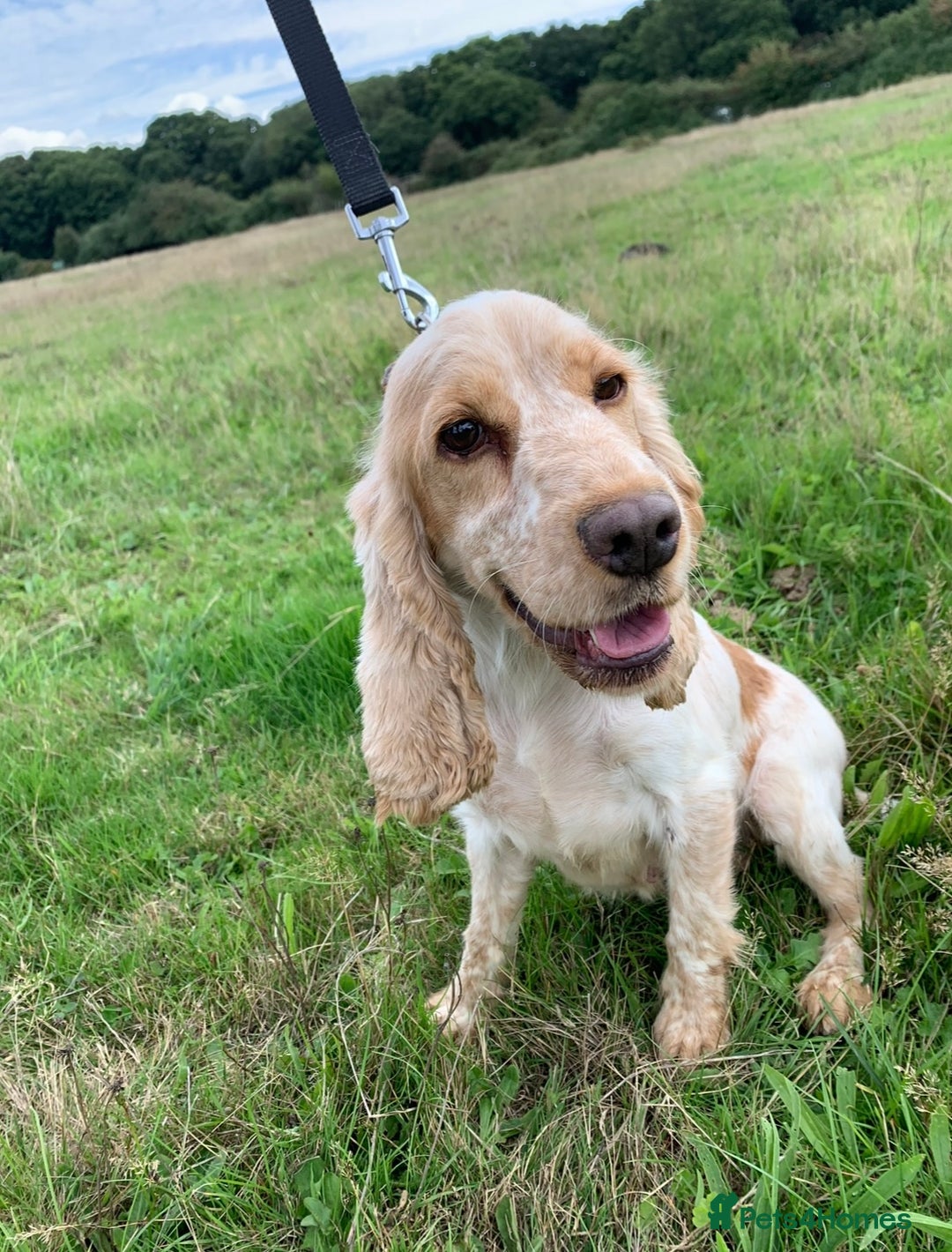 Cocker Spaniel dogs for sale: Our beloved Toffee  - Advert 4