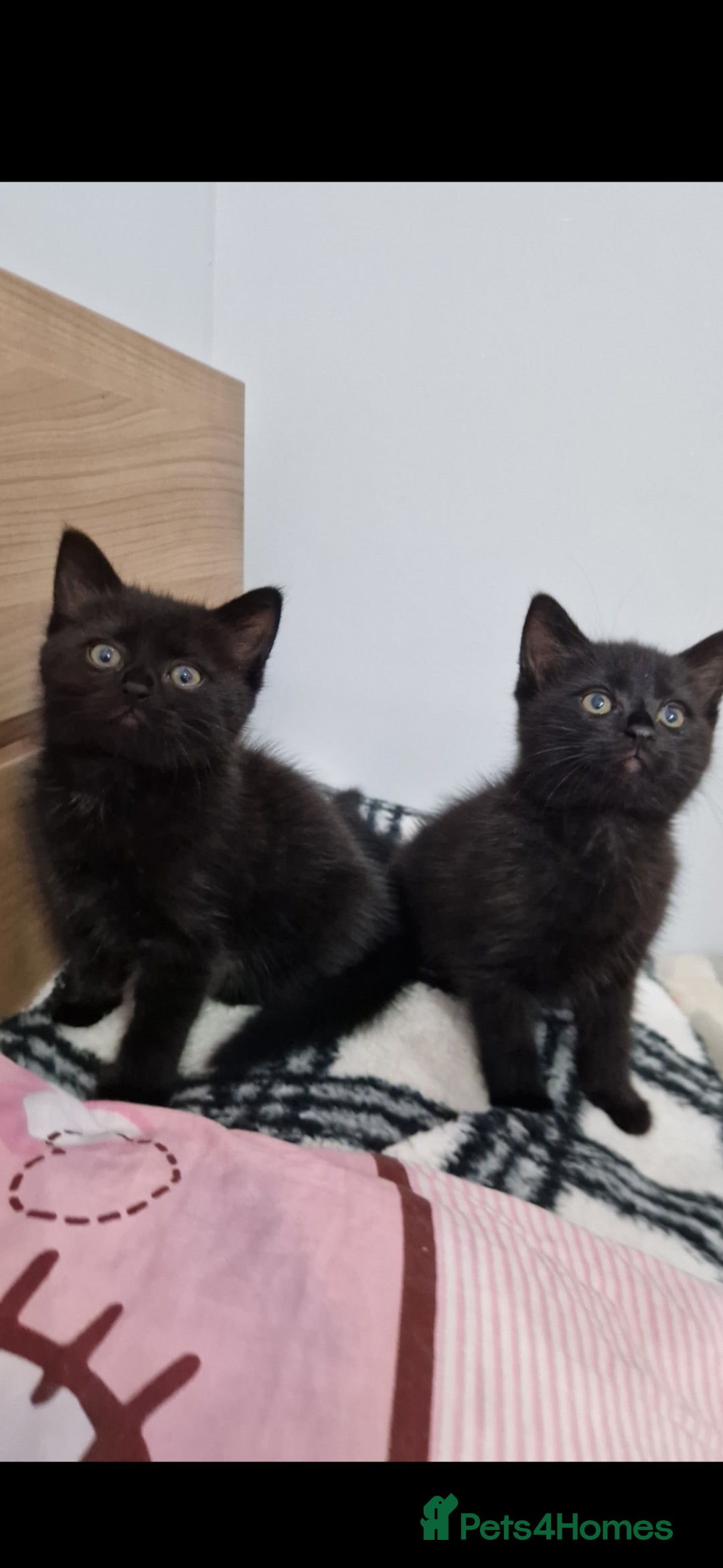 Mixed Breed cats Kittens - Advert 20