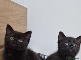 Mixed Breed cats Kittens - Advert 2