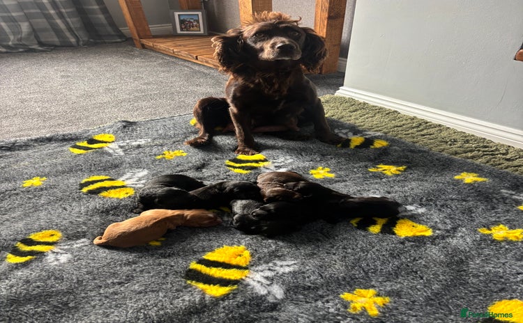 Cocker Spaniel dogs - Advert 4