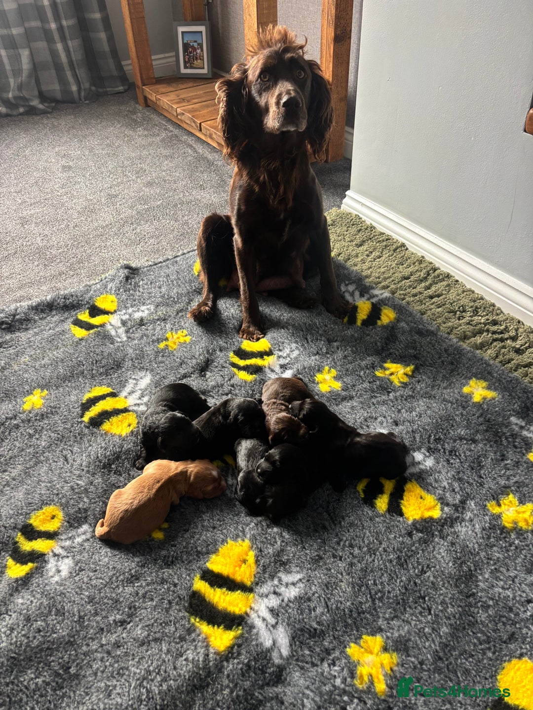 Cocker Spaniel dogs for sale: KC Working Cocker Spaniels - Image 1