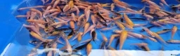 Koi Carp fish for sale: Small Medium & Large Koi Pond Fish in Chorley Carp - Advert 15