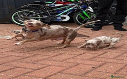 Jack Russell dogs for sale: Last male jack russell - Advert 1