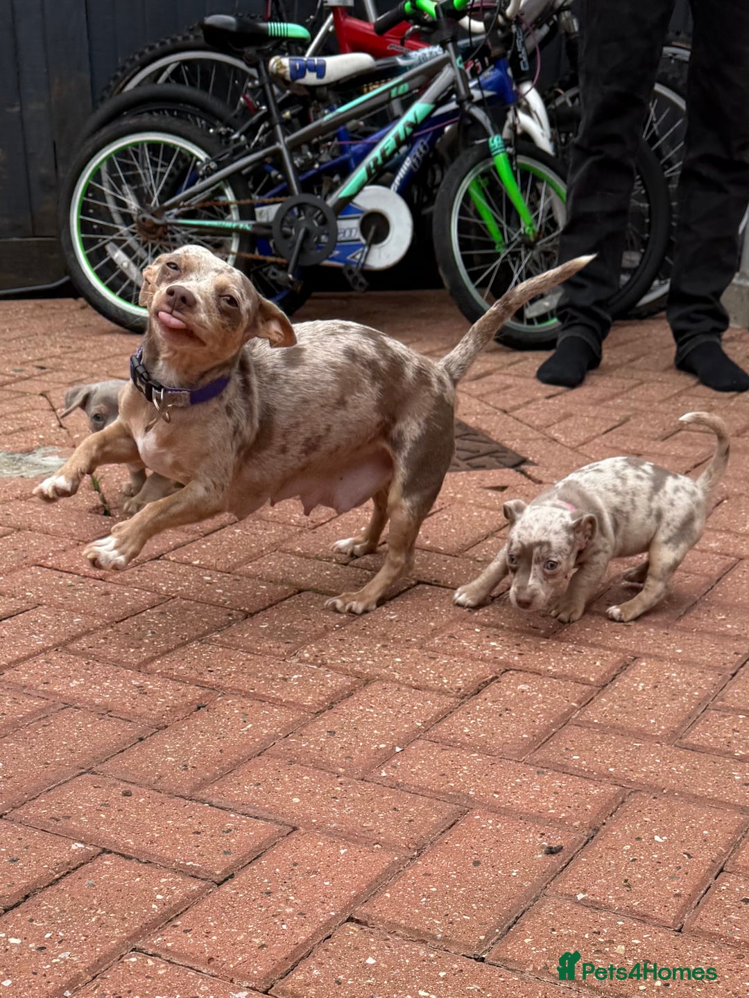 Jack Russell dogs for sale: Last male jack russell - Advert 1