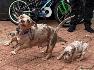 Jack Russell dogs Last male jack russell - Advert 13