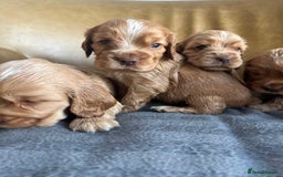 Cocker Spaniel dogs for sale: 🐾Gorgeous Cocker Spaniel Puppies 🐶🐾 - Image 19