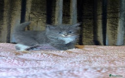 Mixed Breed cats for sale: Grey/black kittens  - Image 3